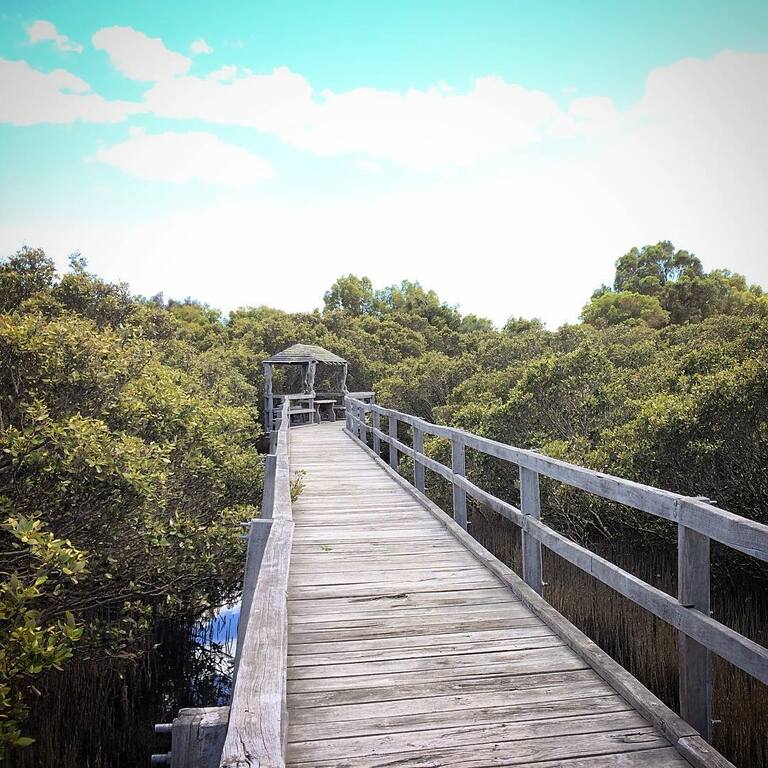 things to do in bunbury australia | mangrove boardwalk