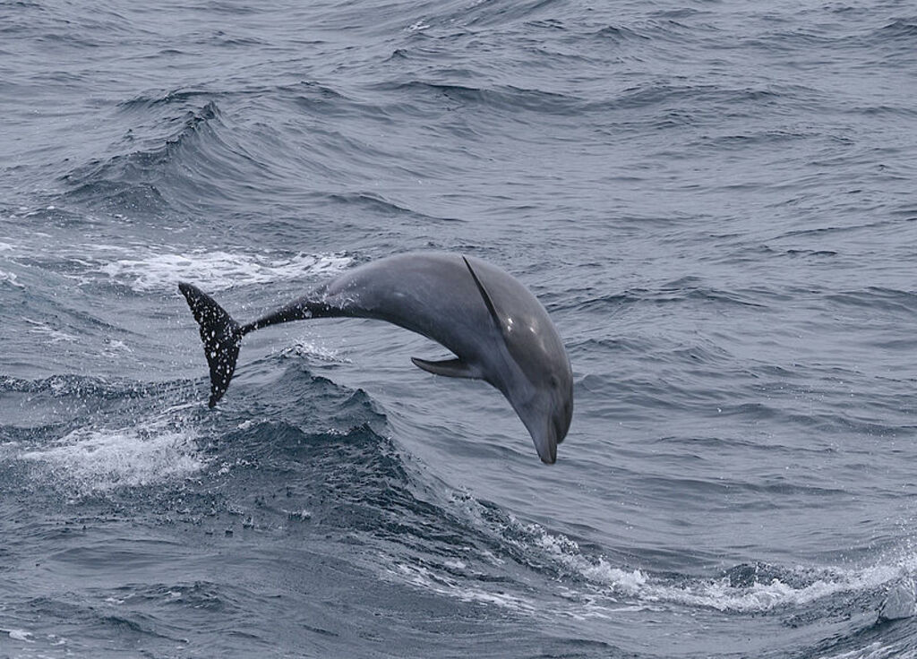 Bottlenose Dolphin (Tursiops truncatus) (16799734349)