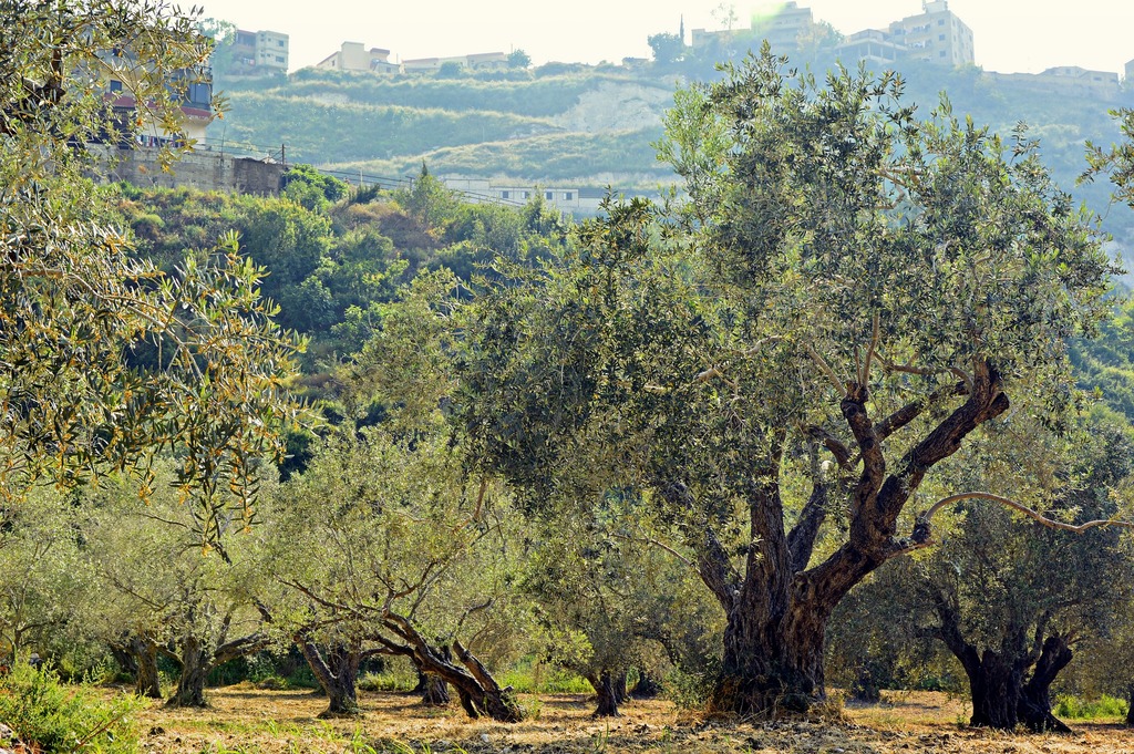 olive trees