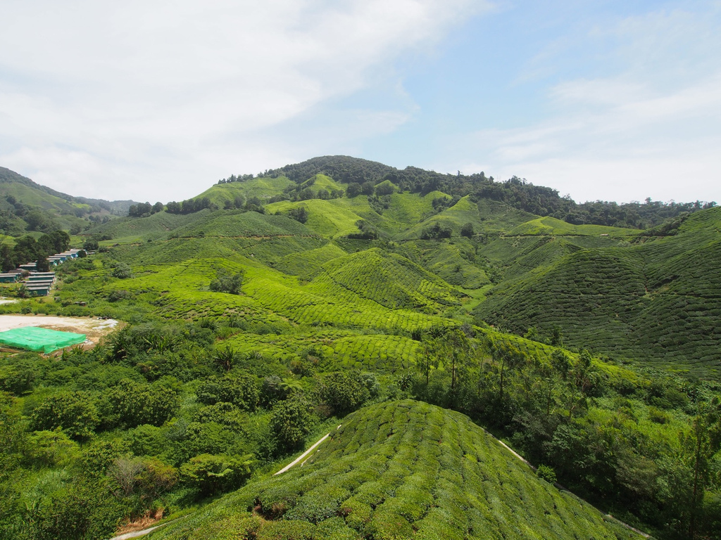 Cameron Highlands - Malaysia