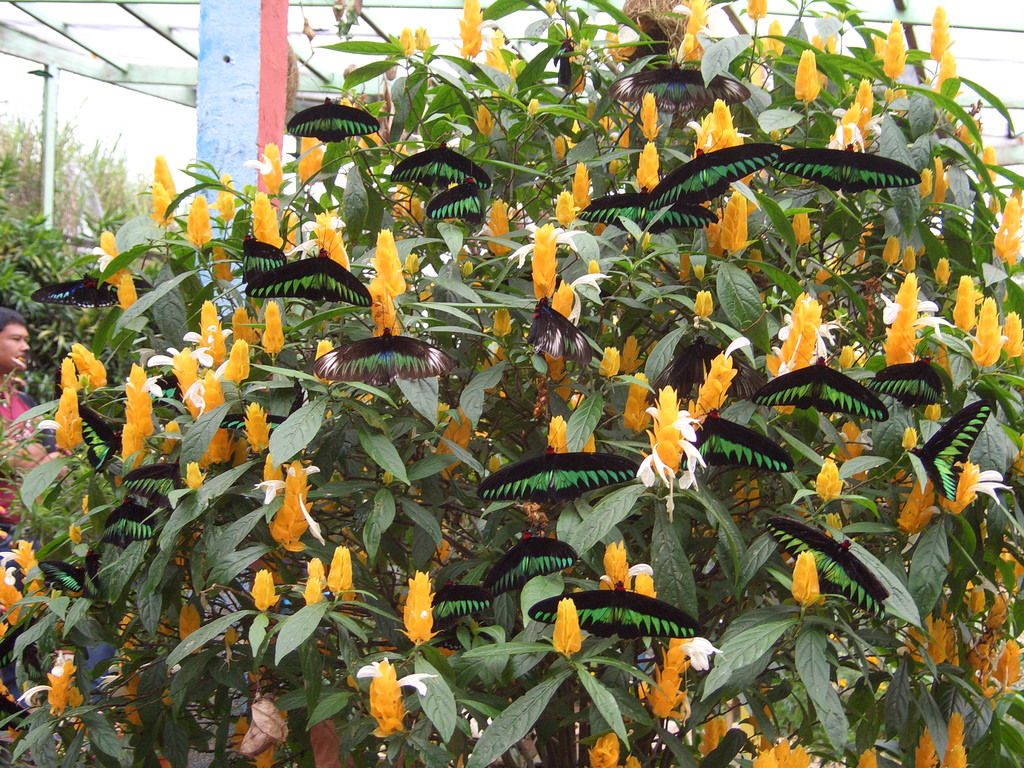 Butterfly's on a bush