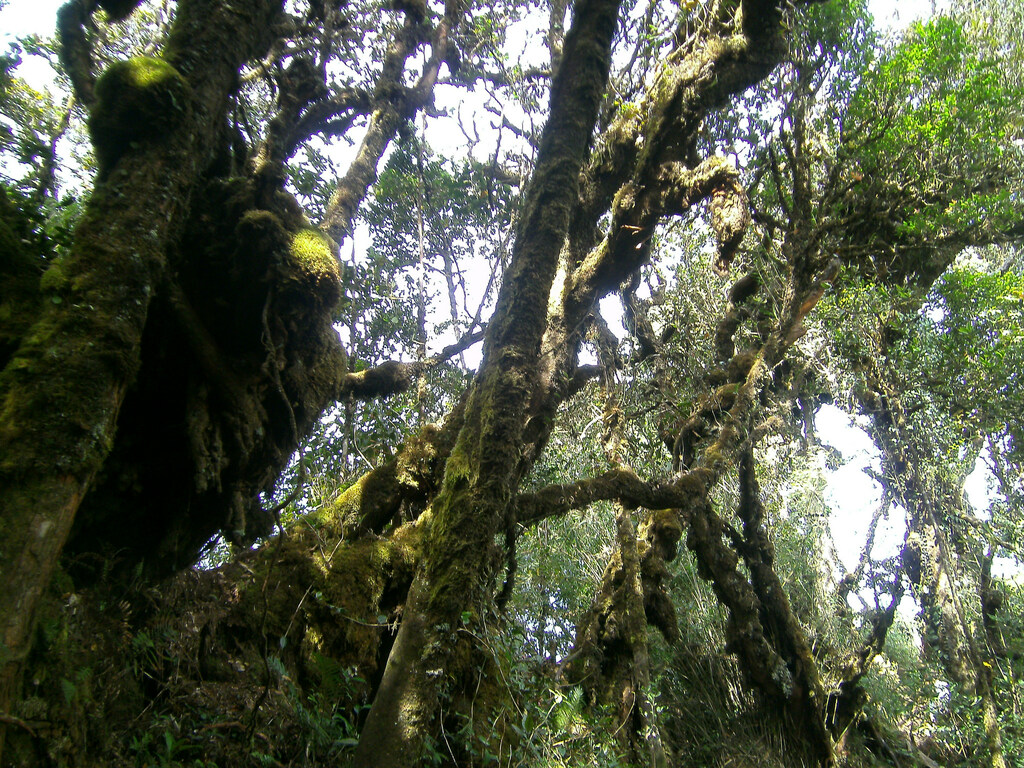 Mossy tree in the Mossy Forrest Cameron Highlands Malaysia