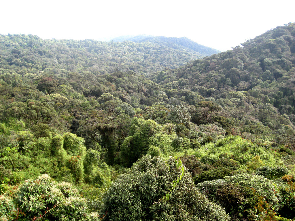 Cameron Highlands