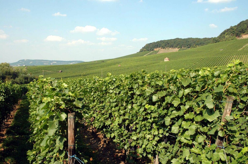 Heilbronn Weinbau 20050904
