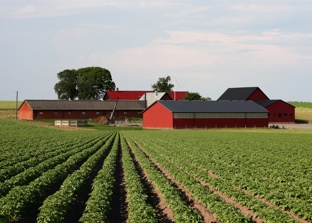 Farm Kartoffelfeld Schweden