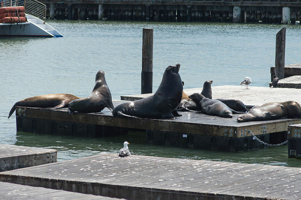 Sea lions at Pier 39, San Francisco