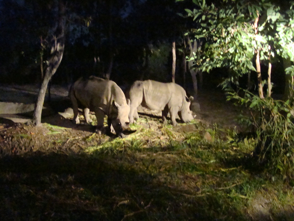 Chiang Mai Night Safari Rhinoceros