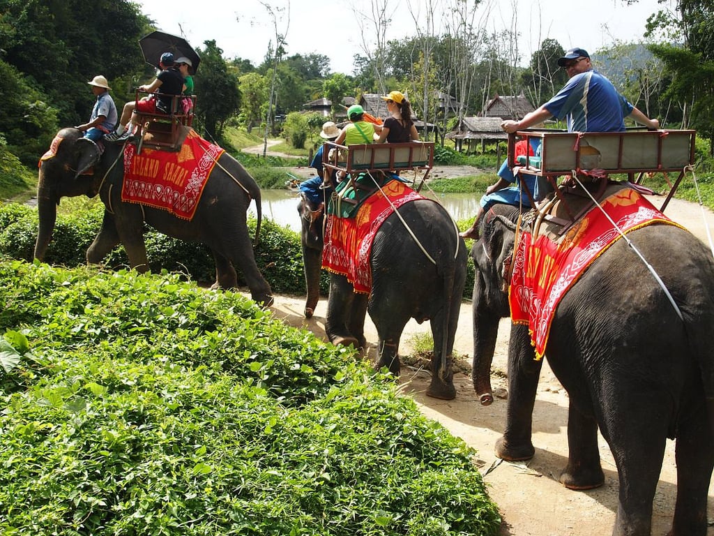 Elephant Safari in Phuket