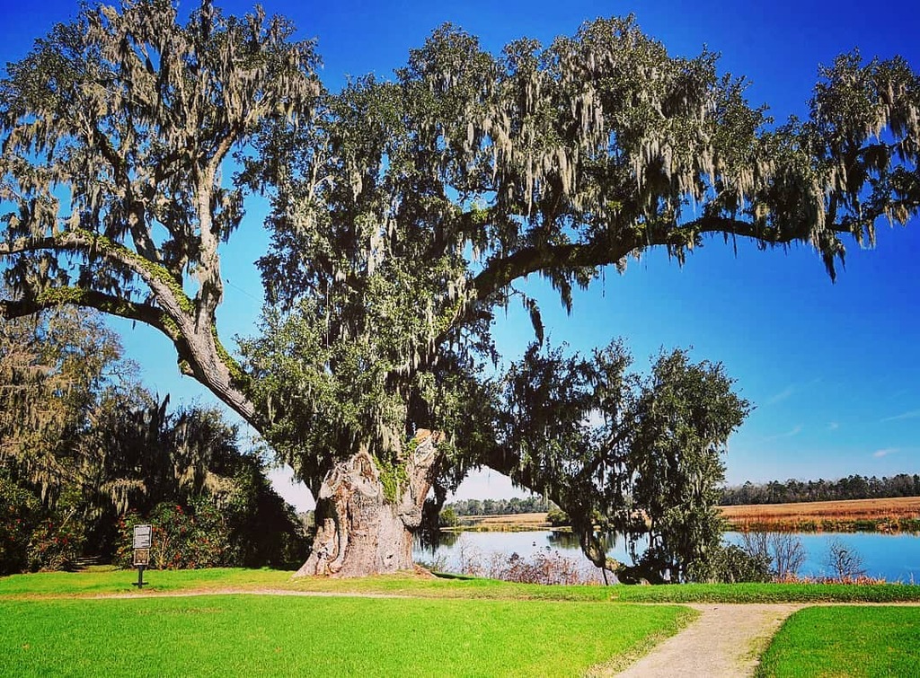 romantic things to do in charleston | romantic picnic at middleton place