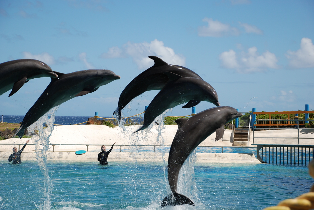 Dolphins Sea Life Park 2009