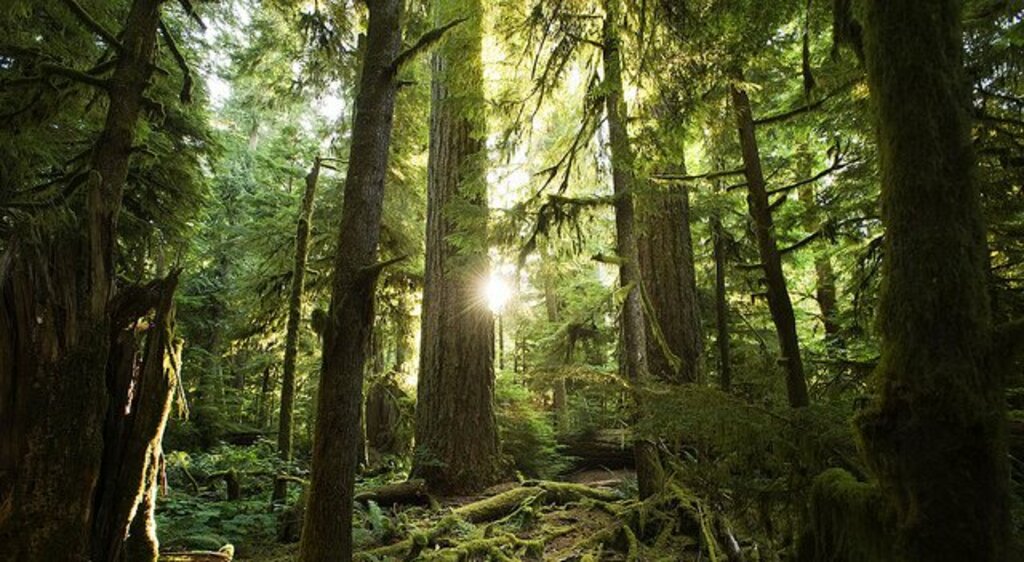Cathedral Grove