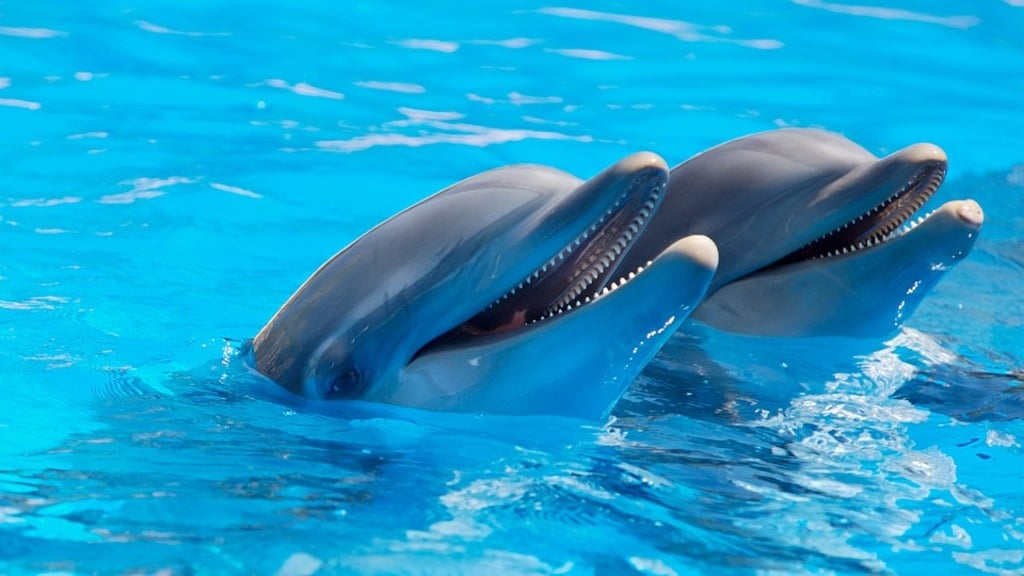 Up Close Encounter with Dolphins 