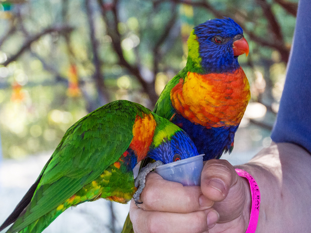 Lorikeets in the Parrot Playhouse
