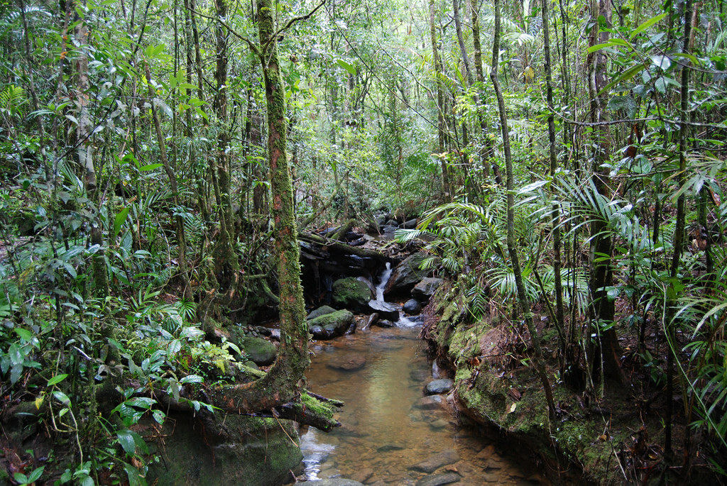 Jungle Stream, Kinabalu National Park, Borneo, Malaysia