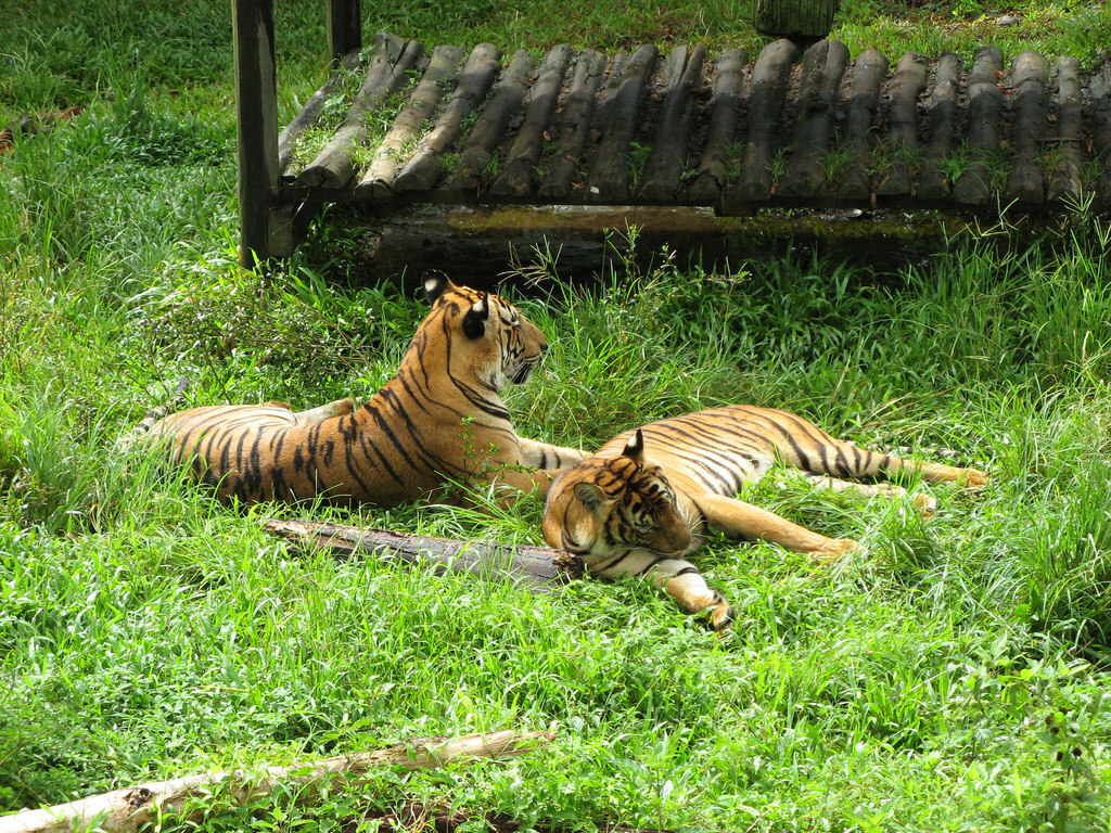 Lok Kawi Wildlife Park
