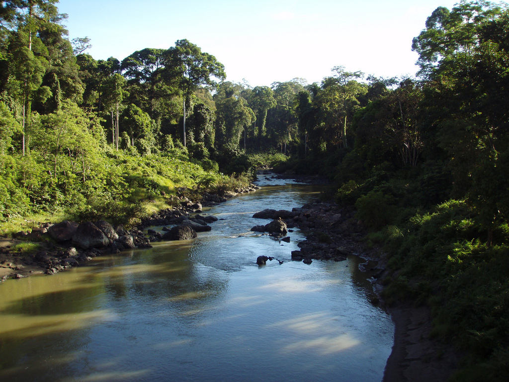 Forest: Danum Valley, Borneo