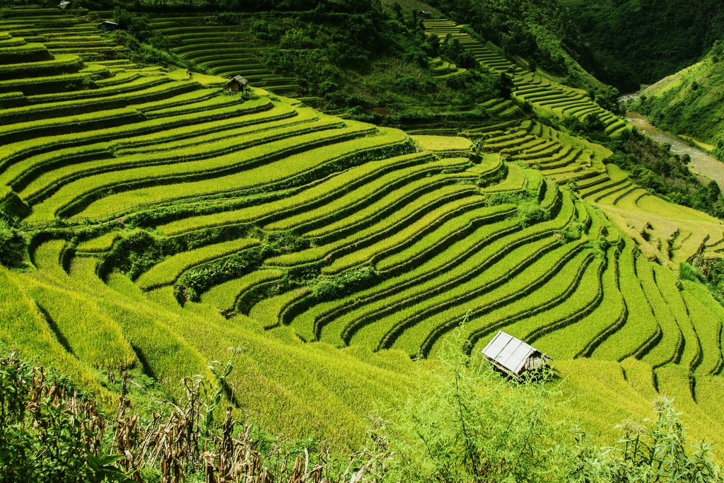 Beautiful fields