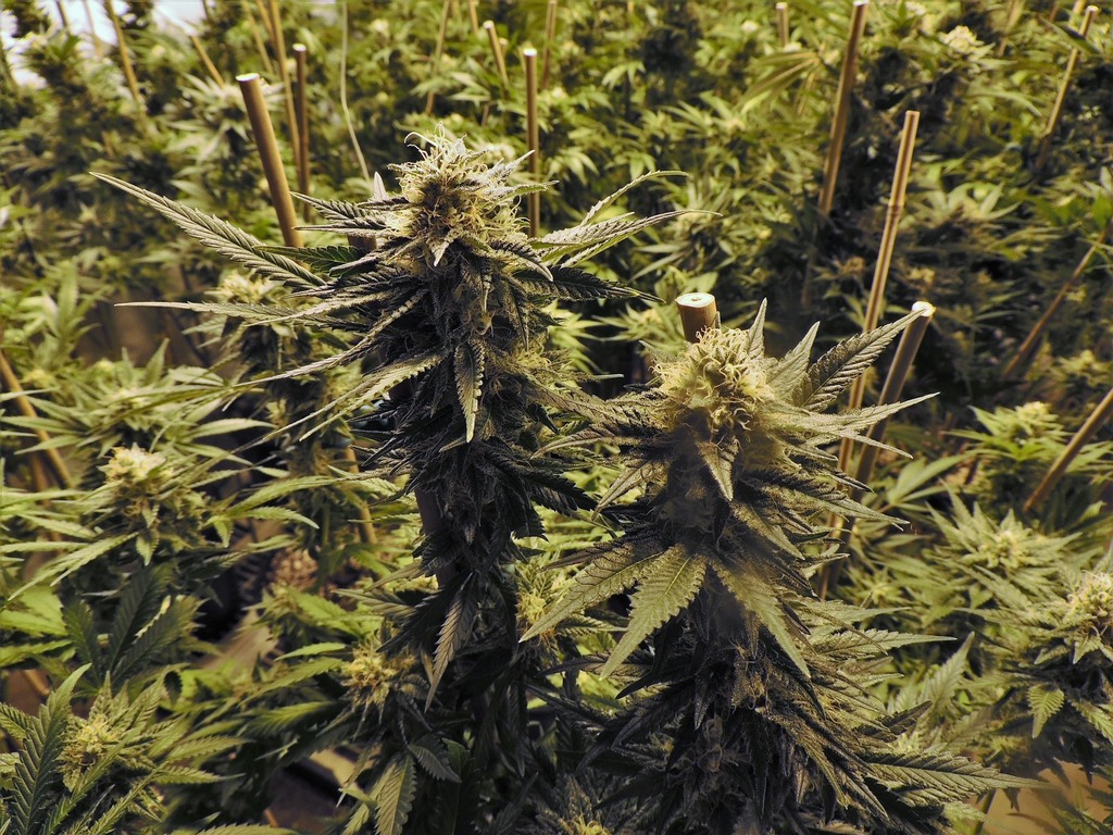 Marijuana growing field