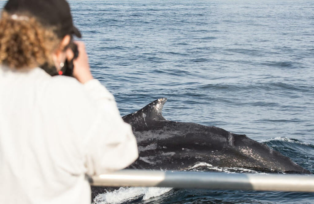 top 10 choses à faire à faro et dans les environs | excursion d'observation des dauphins sur la côte de l'algarve