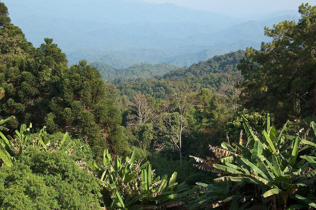 Doi Pui mountains, Chiang Mai, Thailand