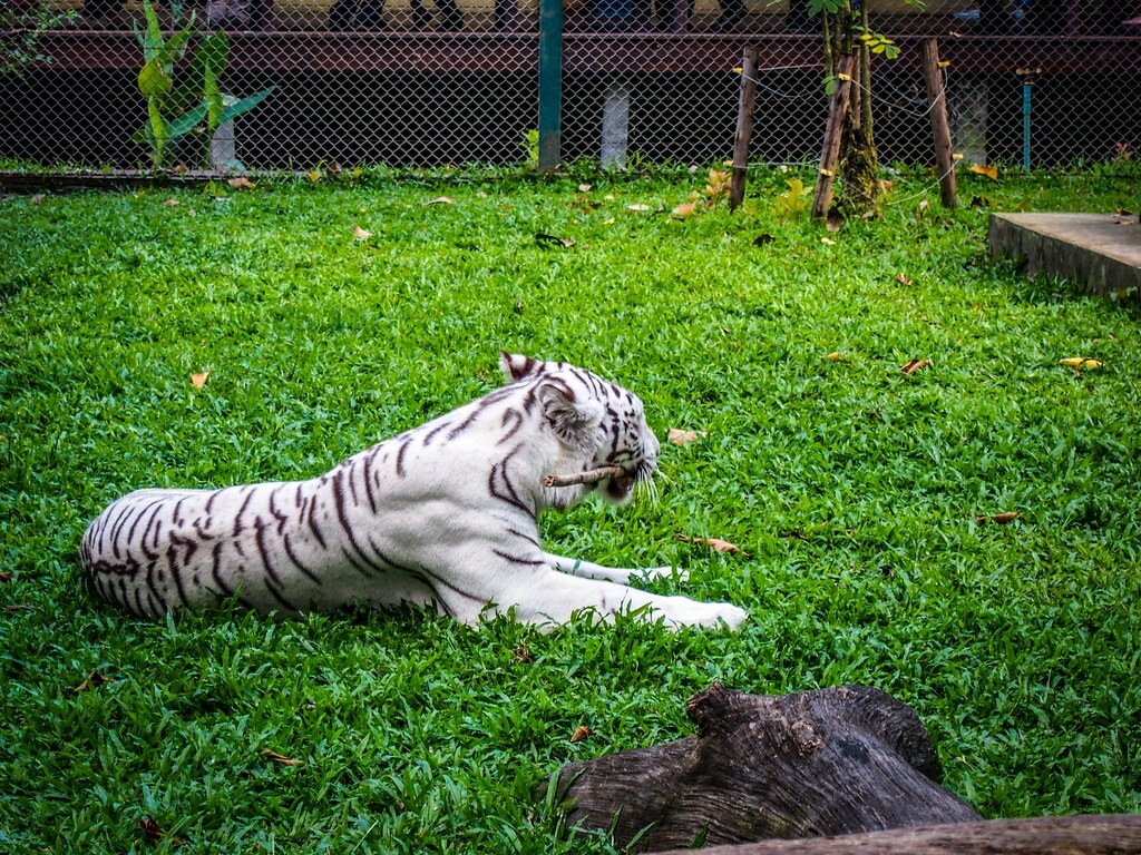 Tiger Kingdom