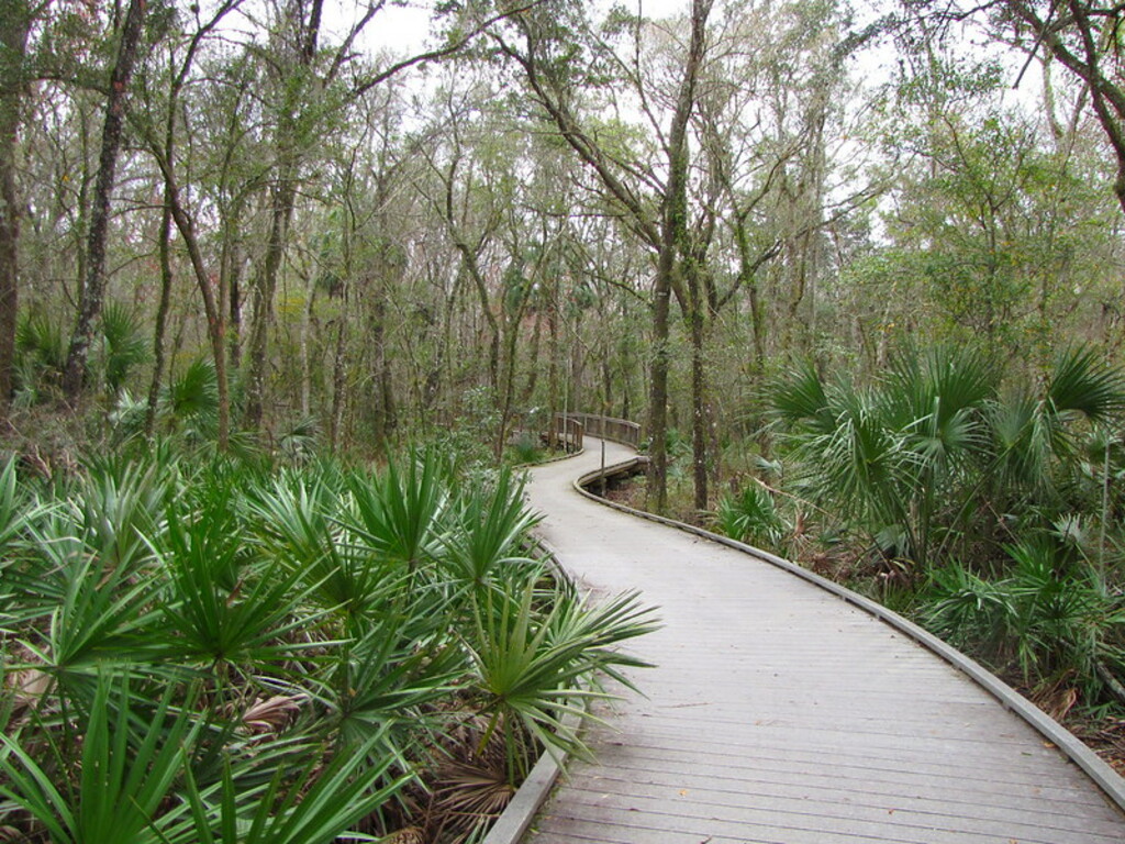 Boardwalk over Brooker Creek
