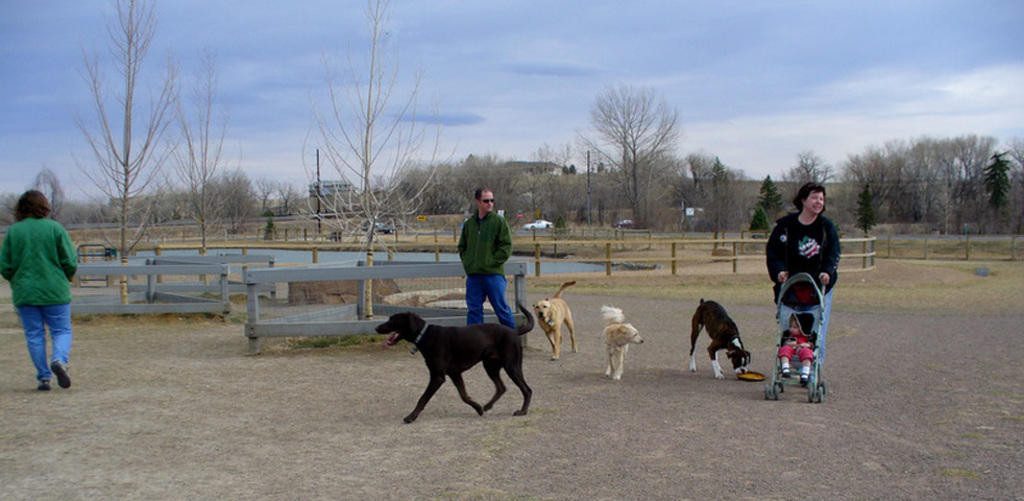 Dogs playing at dog park