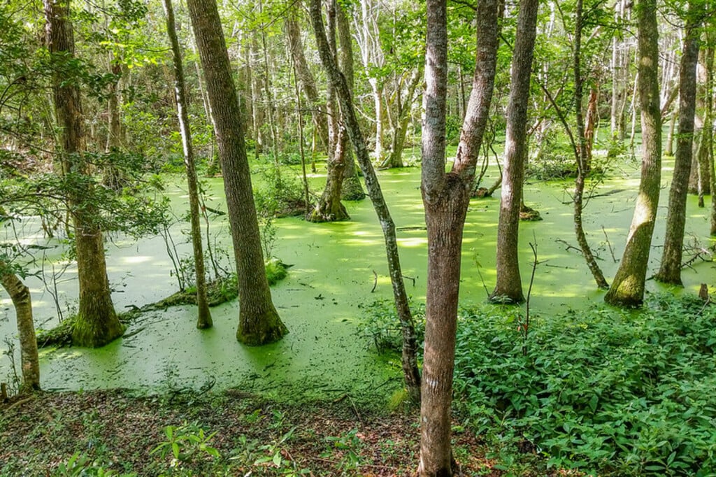 Emerald Isle Woods Park