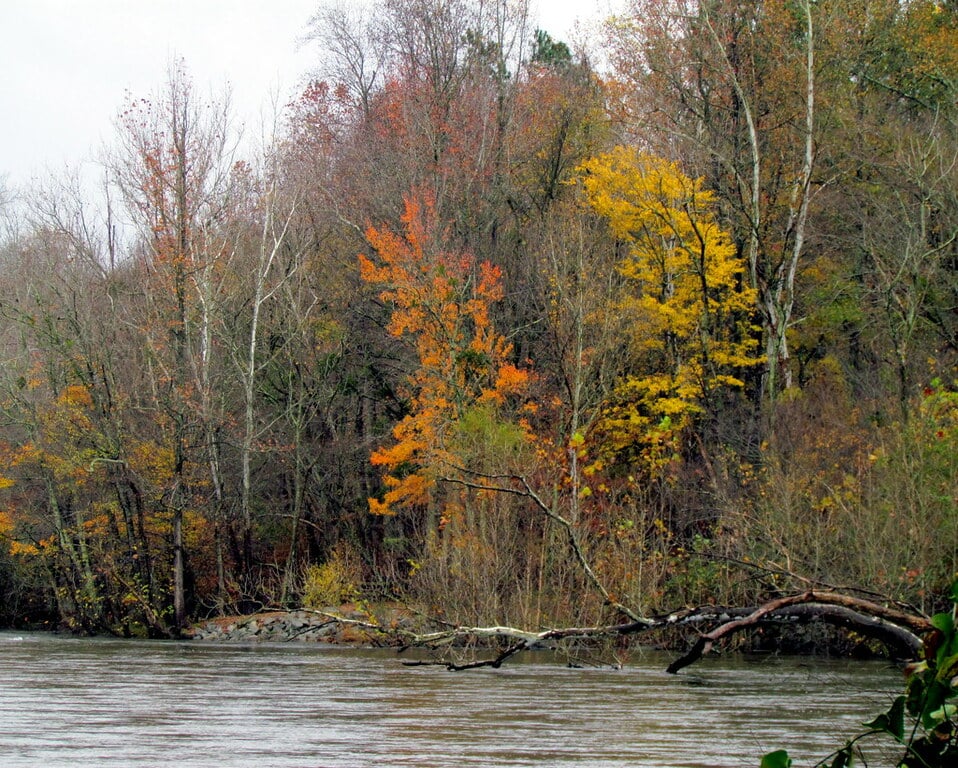 Roanoke River Roanoke Rapids NC8614
