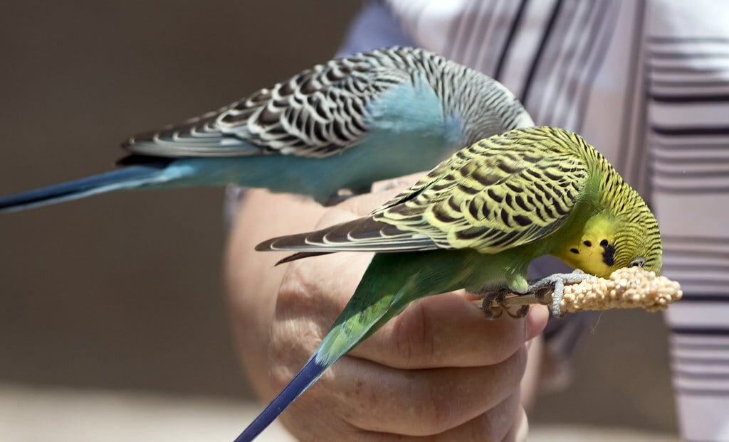 Sylvan Heights Bird Park  Scotland Neck North Carolina