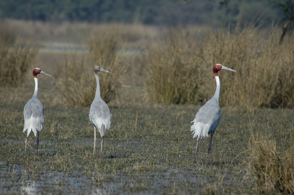 Sarus Cranes