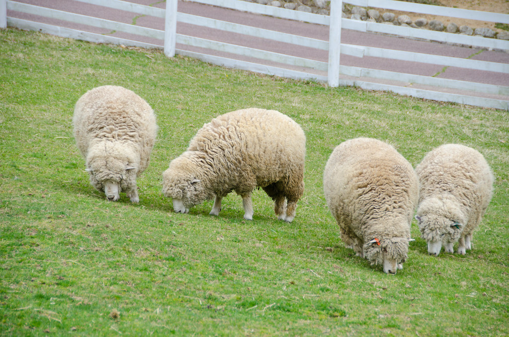 Rokkosan pasture