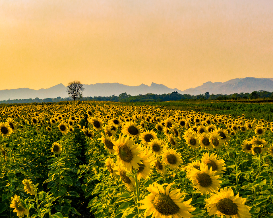 Yellow as far as the eye can see