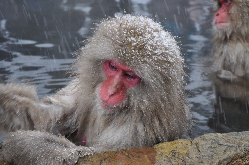 Japanese Macaque, Nagano, Japan.