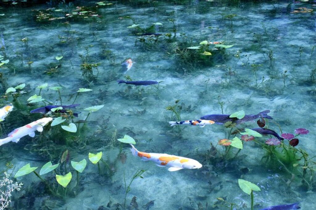 Marvel at the impressionist beauty of Monet's Pond