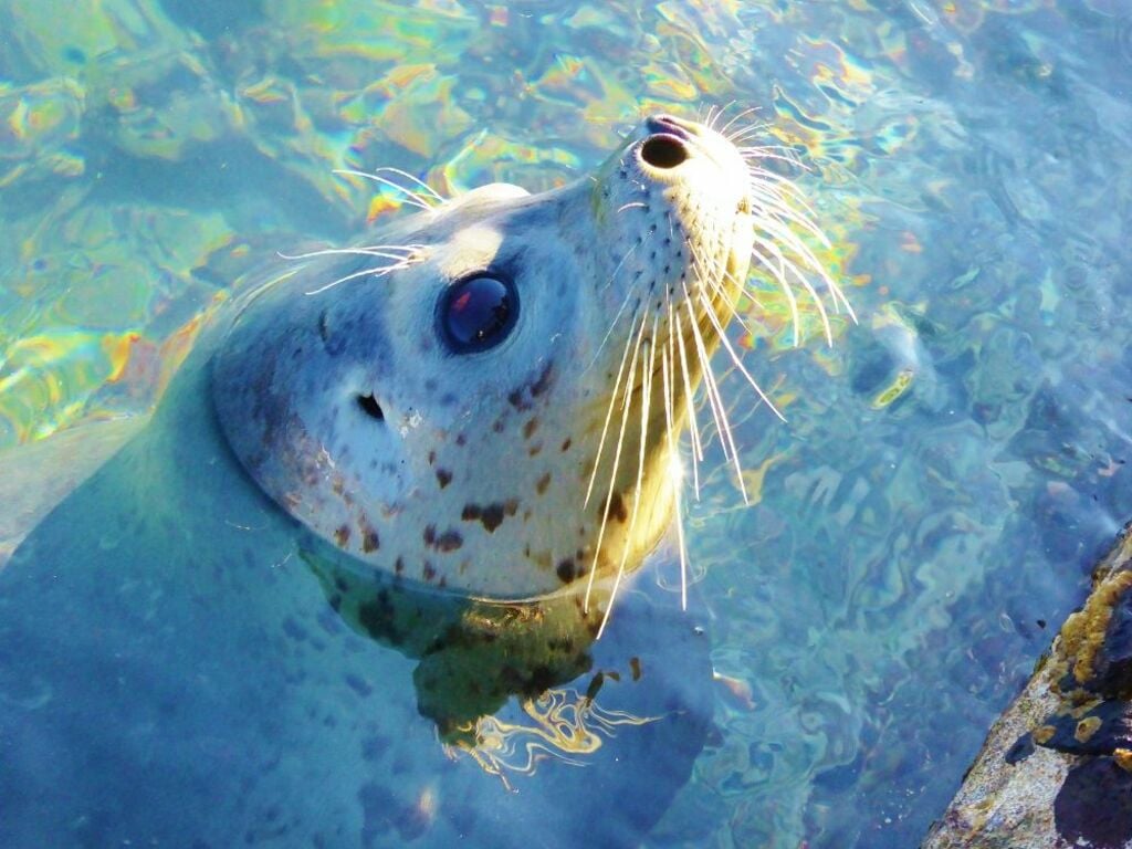 Catch sightings of playful seals at Senhoshimisaki Park