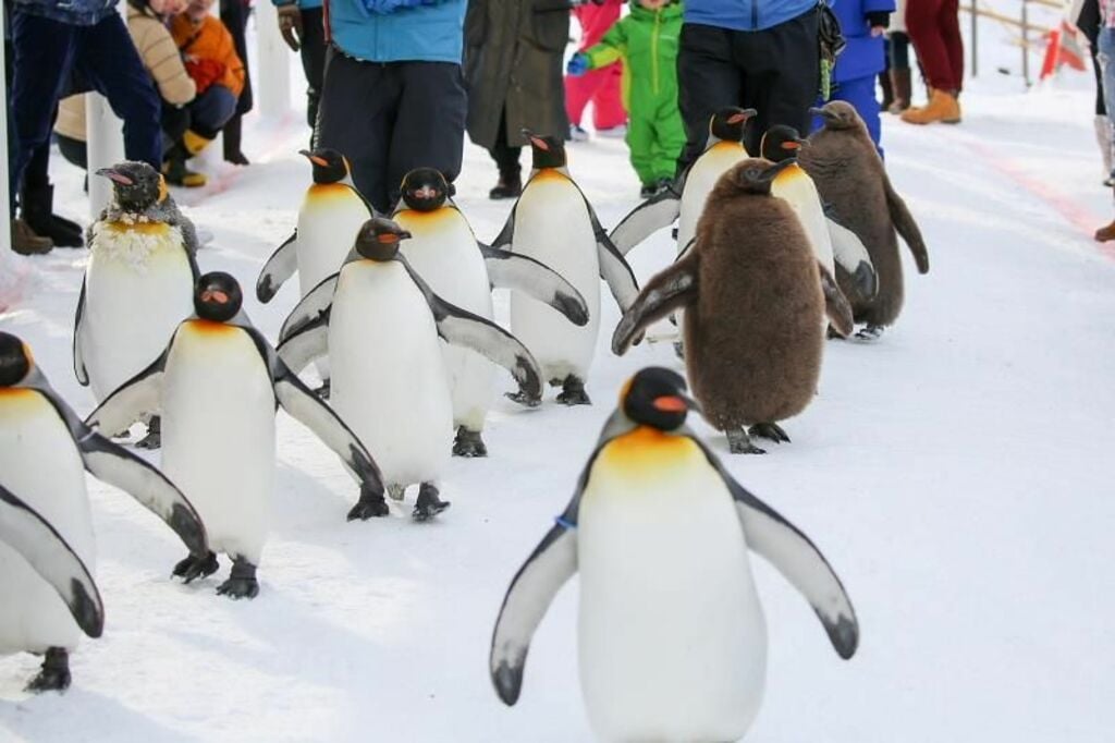 See exotic winter animals at Asahiyama Zoo