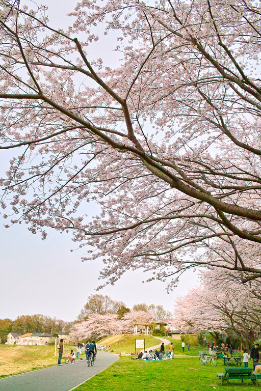 cherry blossoms
