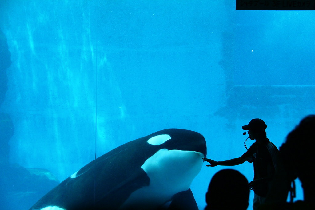 Orca assassina - Killer whale - Nagoya Aquarium - Japan (15677930249)