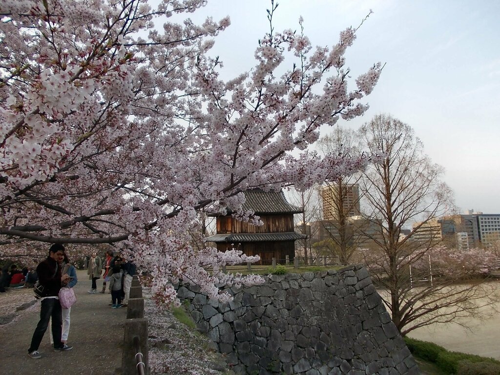 Sakura at Fukuoka Castle March2013 02