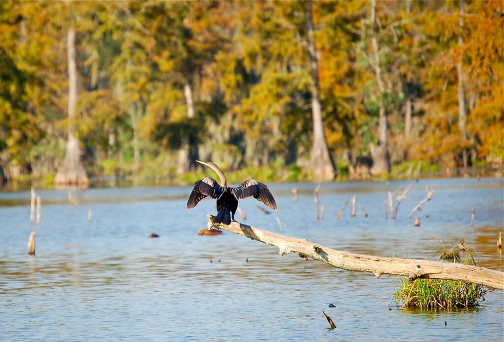 An Anhinga at Lake Martin, Louisiana