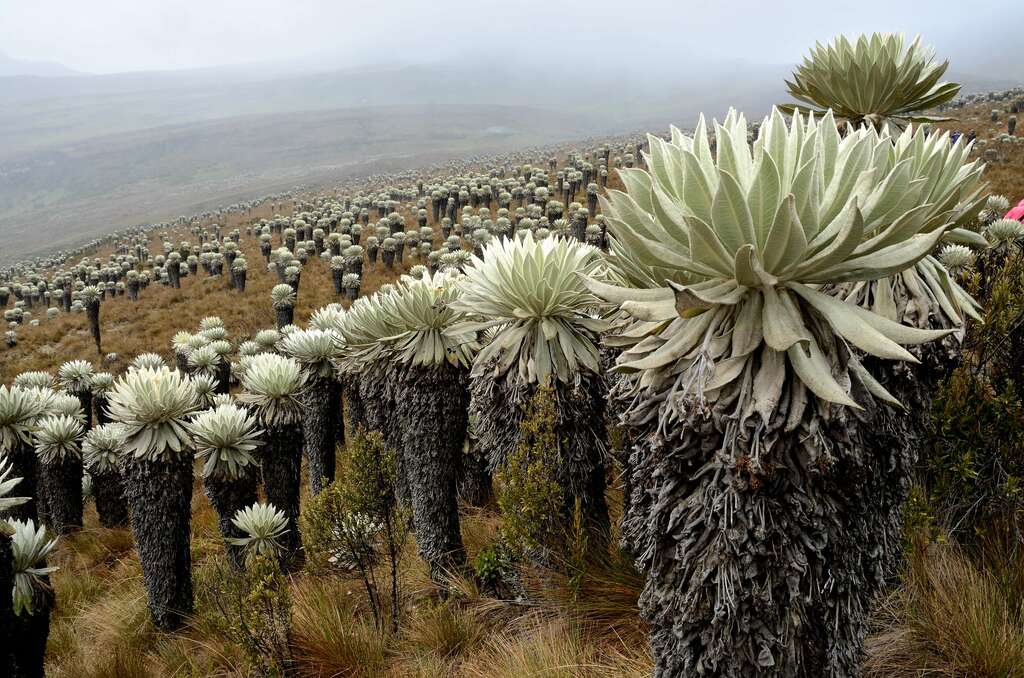 Paramo de Oceta