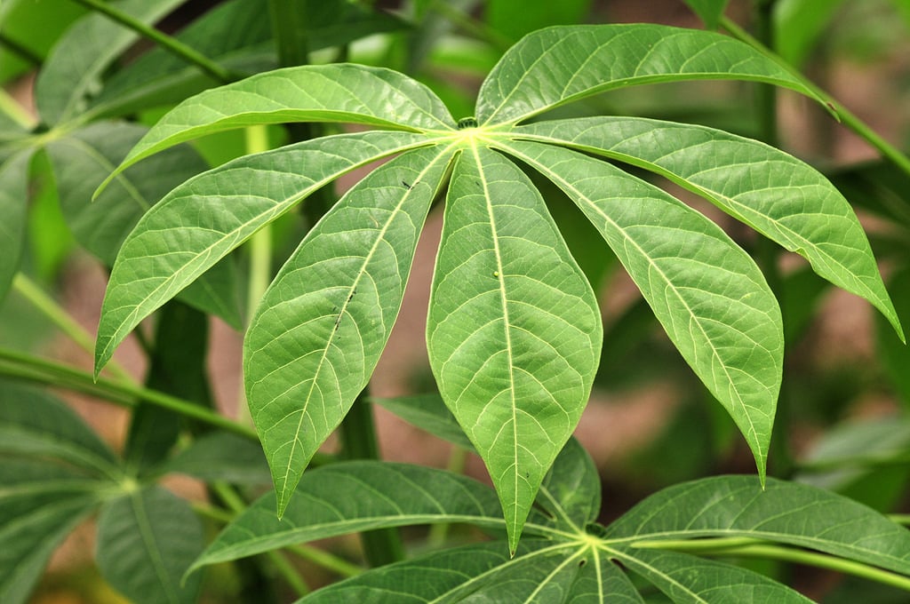 Cassava 1