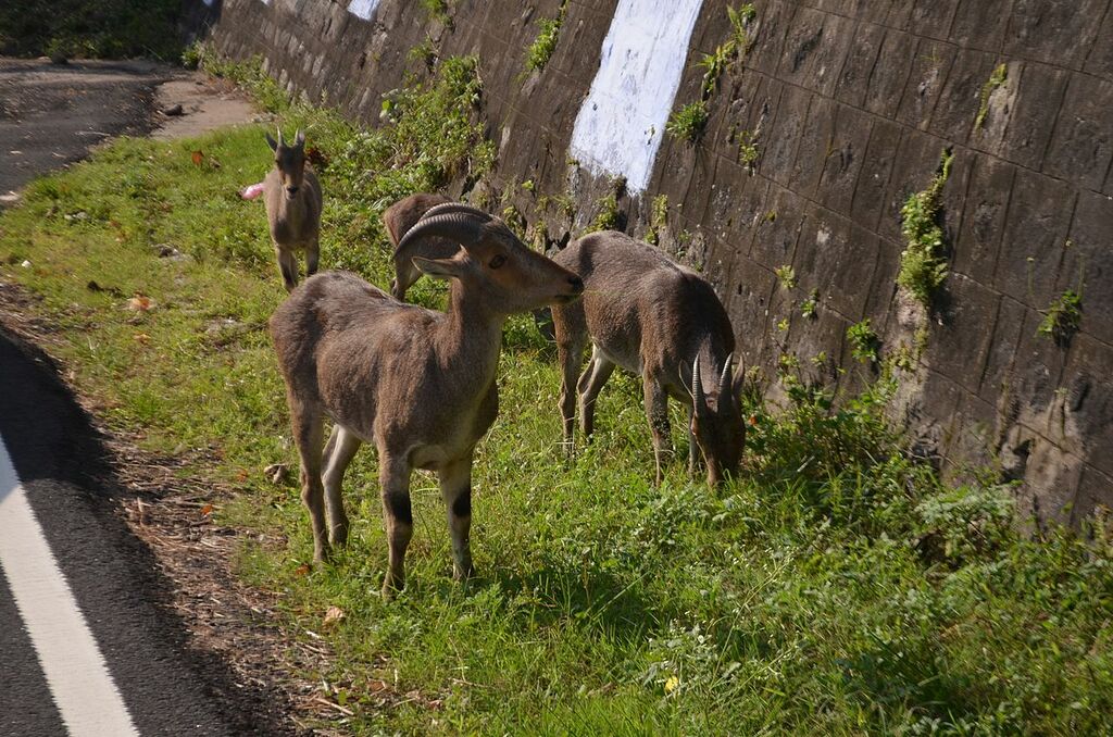 Nilgiri Tahr at anamalai tiger reserve