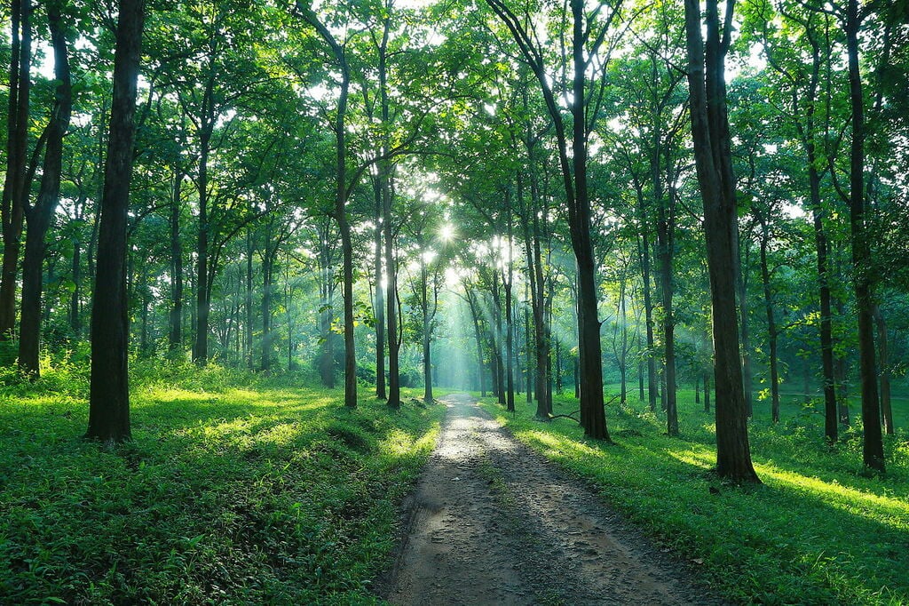Parambikulam Tiger Reserve, in the Mornings