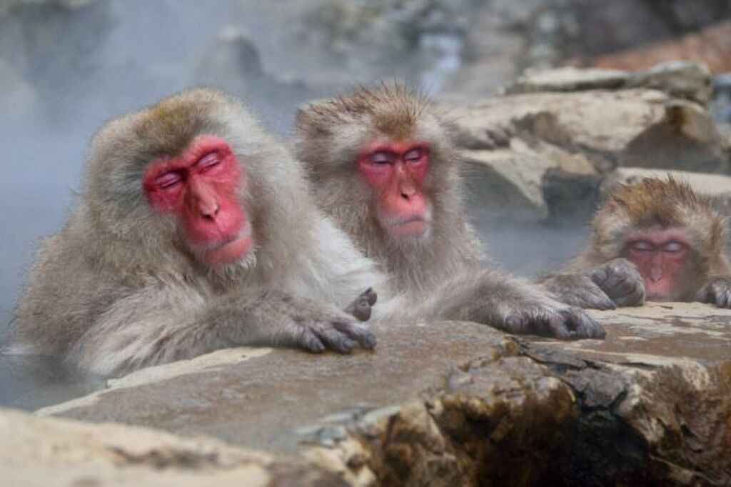 Get up close with wild monkeys at Jigokudani Monkey Park