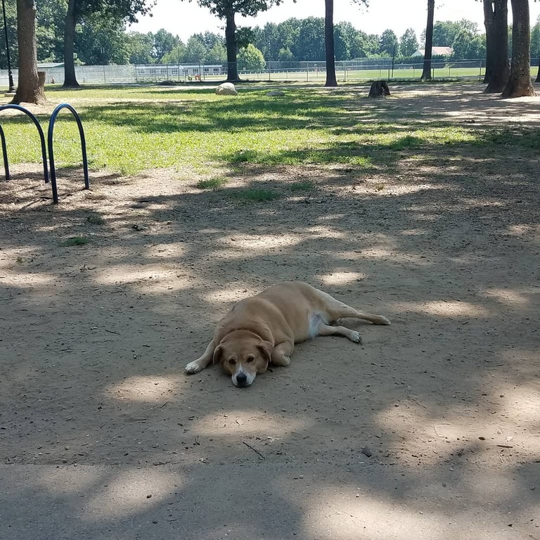 things to do in agawam ma | bring your dog to agawam dog park