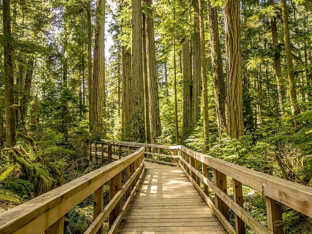Cathedral Grove Trail, Vancouver Island (41045203850)