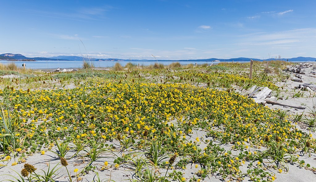 Abronia latifolia, Sidney Spit (part of Gulf Islands National Park Reserve), Sidney Island, British Columbia, Canada 02