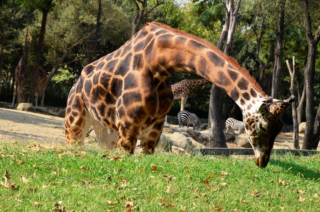 Zoo